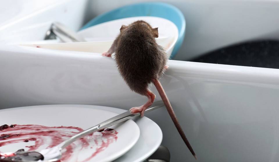 Does Singapore Have A Rat Problem? Here’s What You Need To Know