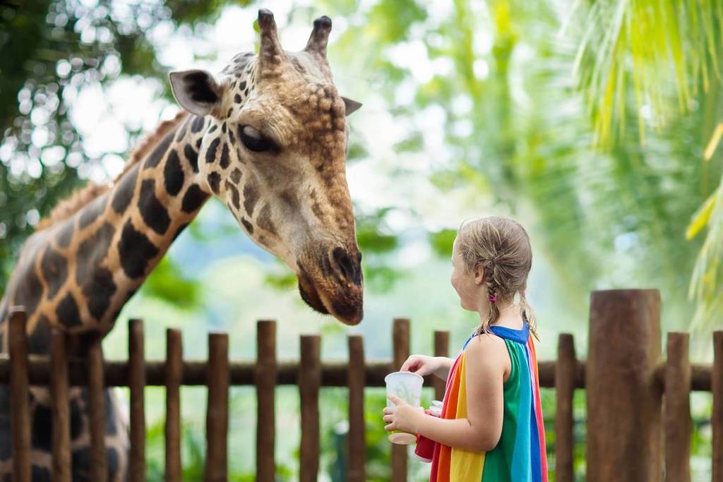 A child feeding a giraffe at a zoo, best educational experiences for kids in Singapore