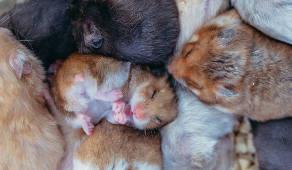Flight Grounded For Days After 132 Hamsters Escape Onboard The Plane