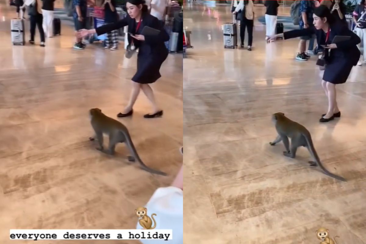 Monkeys Tour Singapore Changi Airport And Videos Go Viral