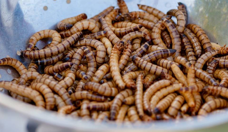 This Singapore Supermarket Is Selling Packs Of Edible Mealworms Islandwide