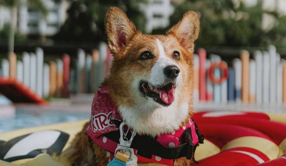 10 Thrilling Things To Do With Pets In Singapore