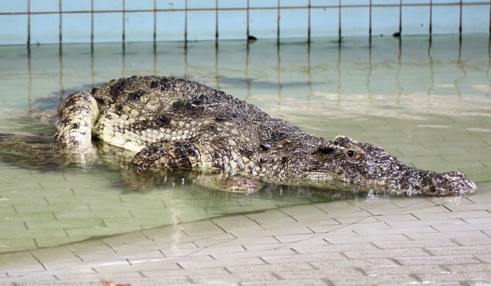 Several Escaped Crocodiles From A Batam Farm Are On The Loose Near Sentosa