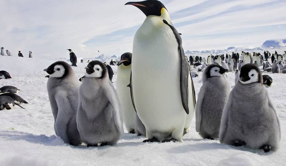 Trump Is Making America Great Again By Targeting Penguins With Tariffs