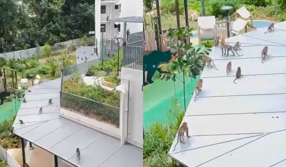 200 Monkeys Have Caused Mayhem In Punggol This Year