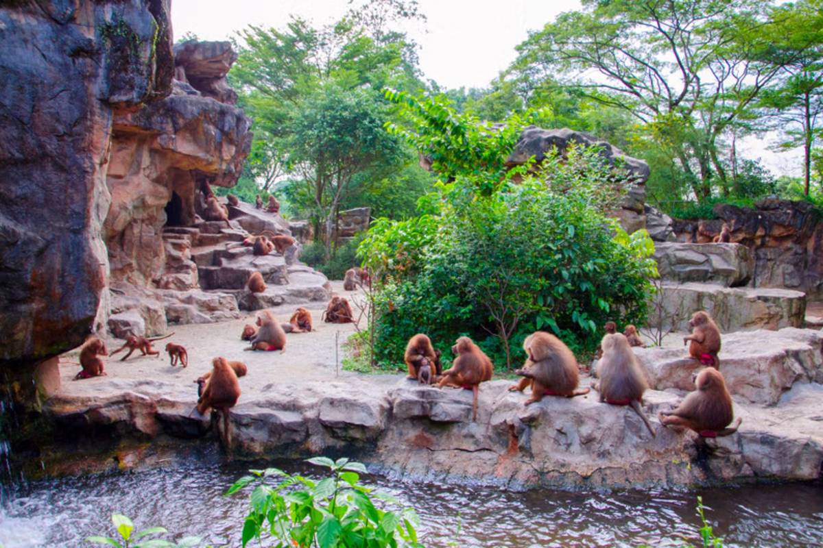 things to do at Mandai Wildlife Reserve monkeys roaming around