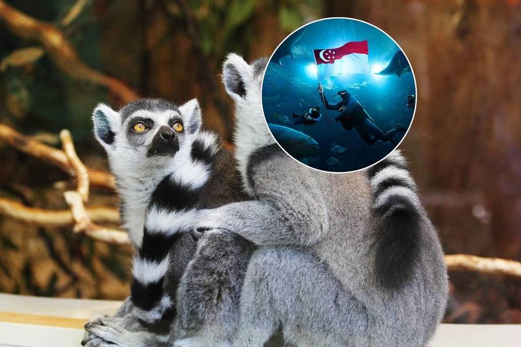 best zoos in Singapore night safari, river wonders, Mandai wildlife reserve, rainforest wild Asia and more