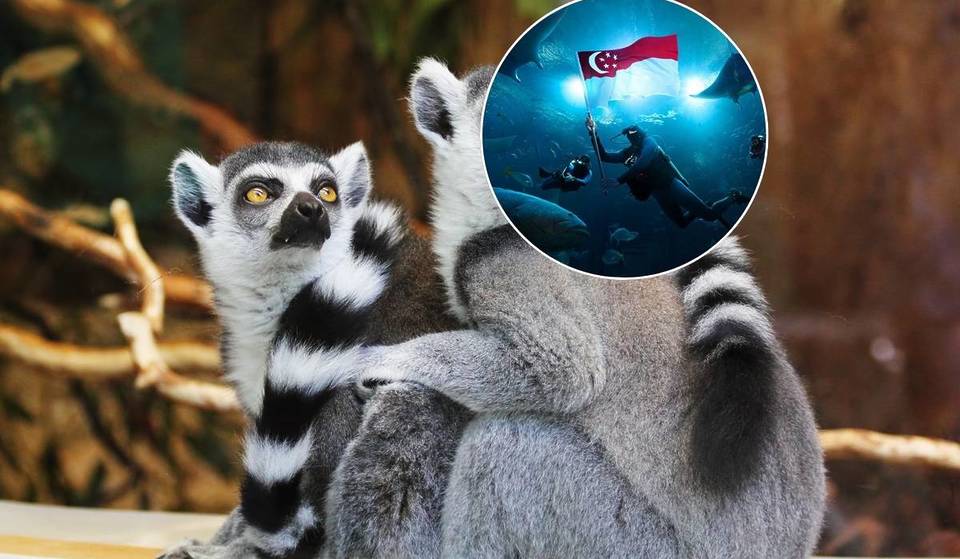 The Best Zoos In Singapore – Discover Free-Roaming Orangutans, Asia&#8217;s First Adventure Wildlife Park &#038; More