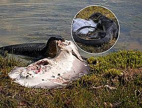 Giant Monitor Lizard Spotted Eating Stingray In MacRitchie—Locals Shocked Stingrays Live There