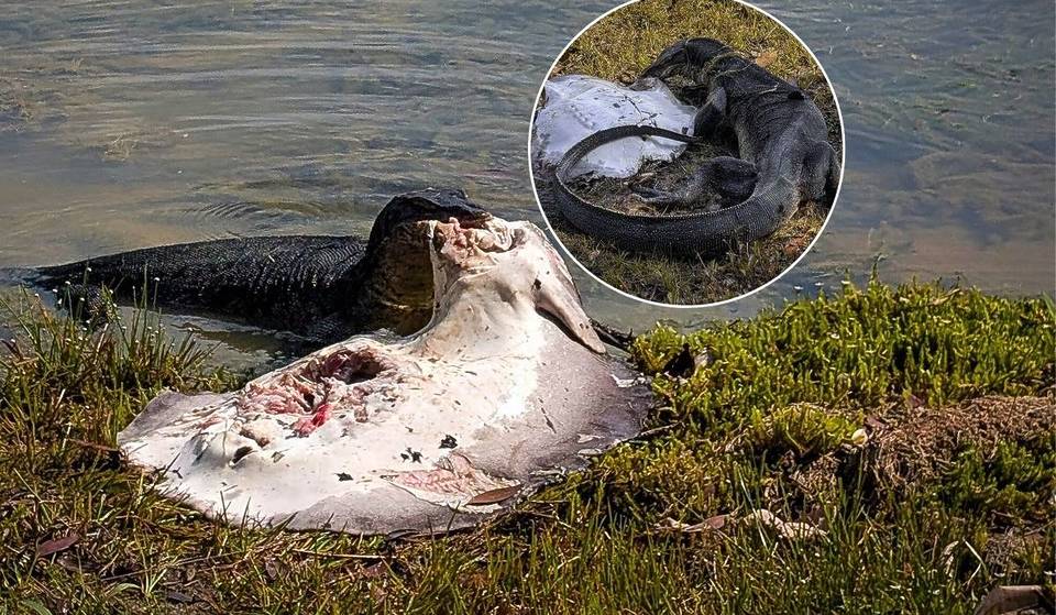 Giant Monitor Lizard Spotted Eating Stingray In MacRitchie—Locals Shocked Stingrays Live There