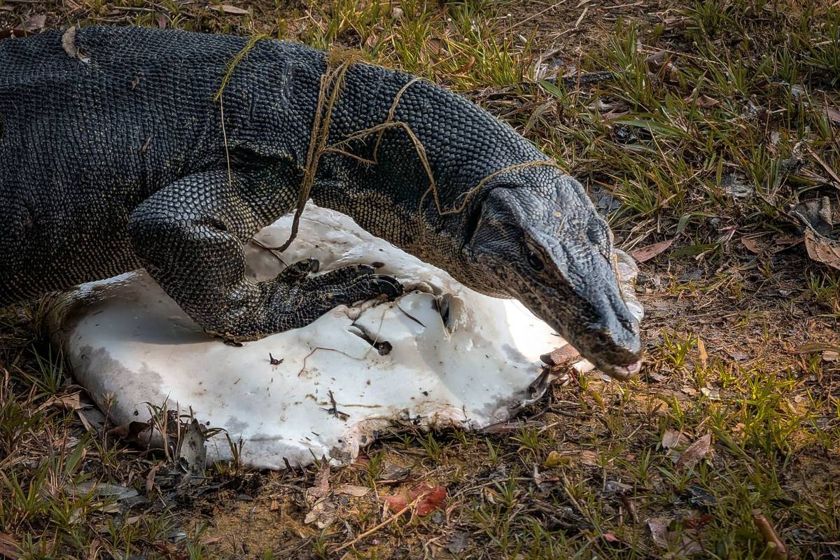 lizard eats stingray rare sighting in Singapore