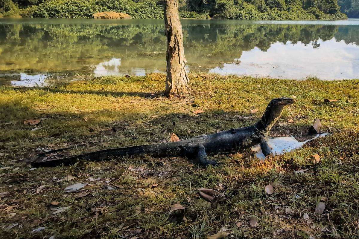 rare wildlife sightings SG