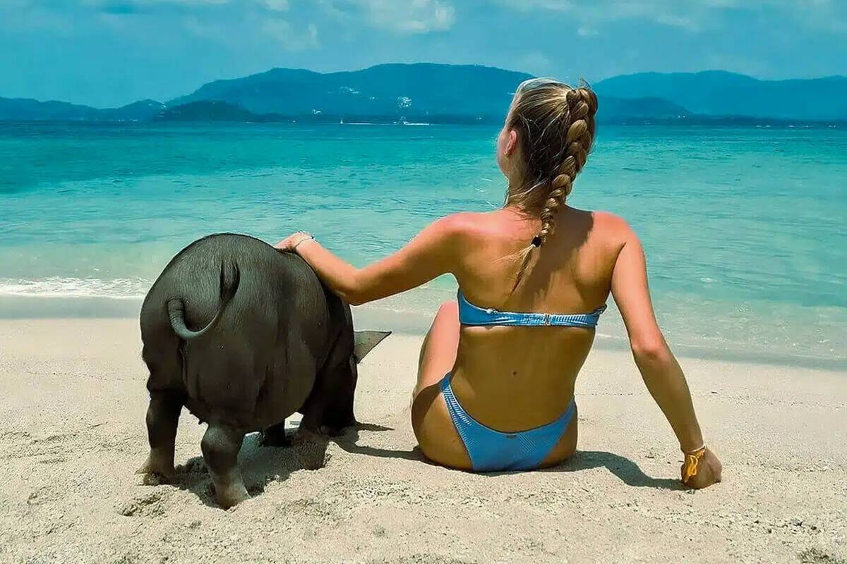 Pig Island tours from Koh Samui