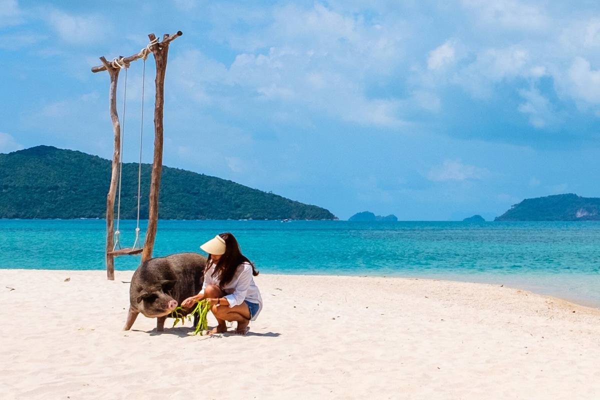 Pig Island with Asian woman feeding piglets