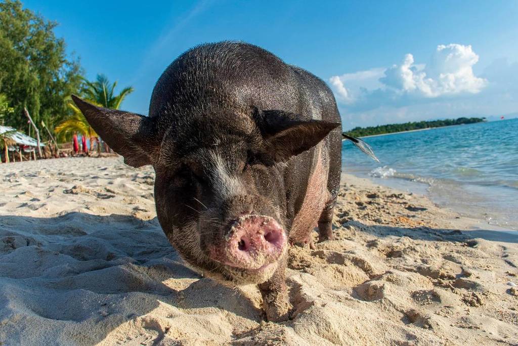 swim and play with pigs just 2 hours from Singapore at Pig Island in Koh Samui Thailand Koh Madsum Island