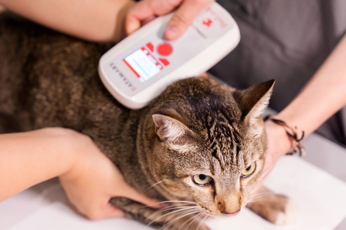 cat microchips at new pet festival in Singapore November 2025
