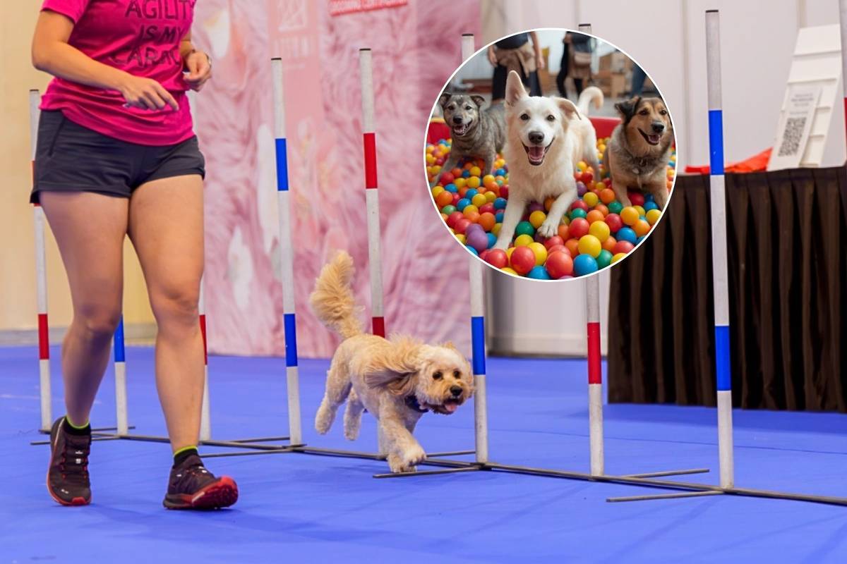 PetExpo Fiesta 2025 debuts in November 2025 with Singapore's first pet buffet and more