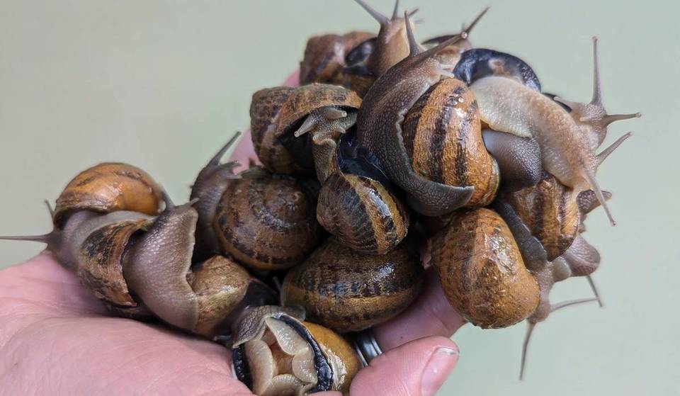 Singapore’s First Indoor Snail Farm Is A Unique New Attraction—Take A Snail Safari, Taste Escargot & Feed 40,000 European Snails! 