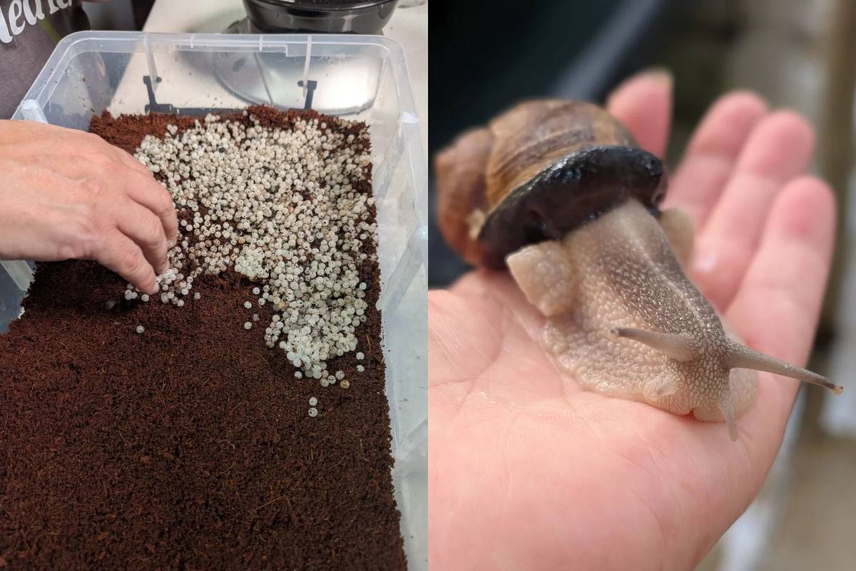snail farming in Singapore in industrial units