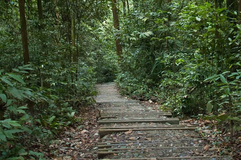 Bukit Timah Hill is a tiny hill and is Singapore's most ancient natural wonder dating back more than 230 million years and older than Jurassic Dinosaurs Singapore