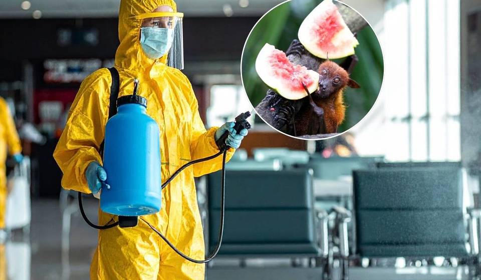 No Cure And High Fatality: Nipah Virus Explained For Travellers In Asia