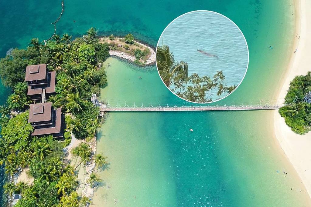 first crocodile sighting ever in Sentosa on January 31, 2026 and search operations still continue on February 3, 2026 water activities suspended at beaches Singapore