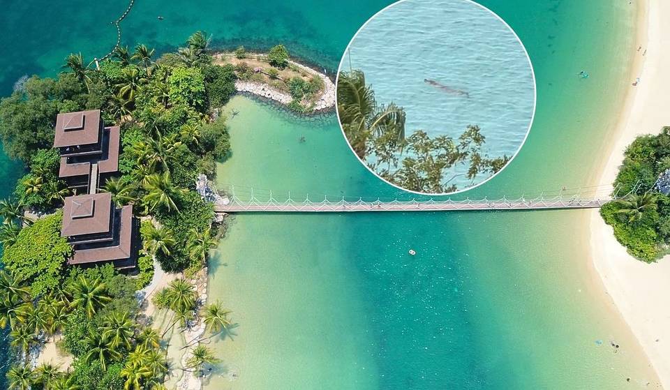 First-Ever Crocodile Sighting In Sentosa: Viral Videos Cause Panic As Search Continues For Reptile