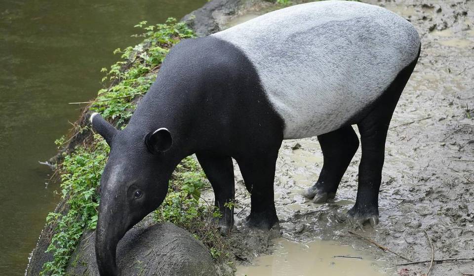Rare Endangered Malayan Tapir Spotted Wandering A Singapore Car Park In Viral Video