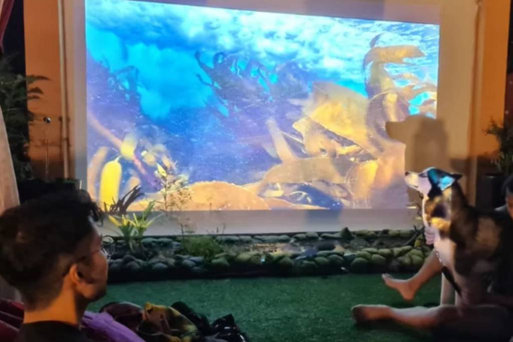 outdoor movie sessions on Valentine's Day 2026 