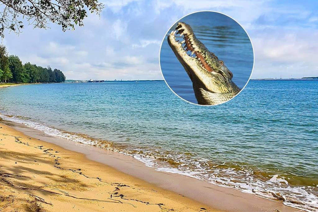 another crocodile was spotted near Changi Naval Base February 2026 but is it the same crocodile as in Sentosa