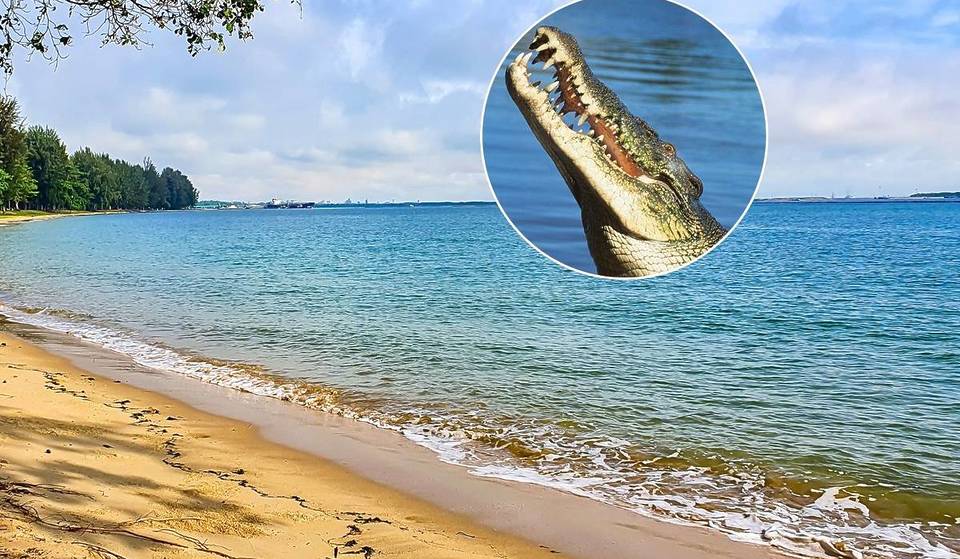 Singapore’s Hide & Seek Champion: Did The Sentosa Crocodile Just Pop Up At Changi?