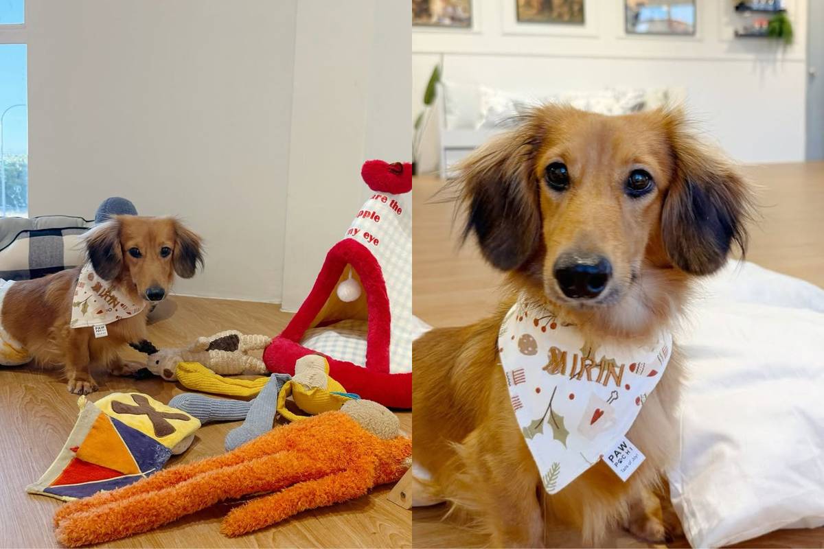 Dachshund and Friends cafe in Johor Bahru