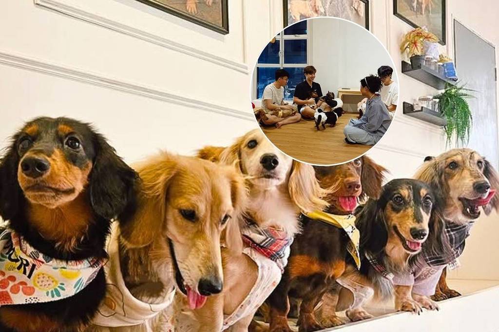 Dachshund & Friends Cafe is the first sausage dog cafe in Johor Bahru with playful dachshunds a themed menu themed merchandise near Singapore