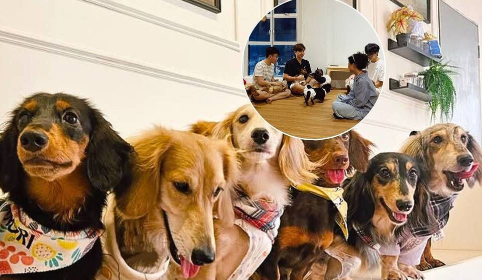 20 Mins From SG: JB’s First-Ever Sausage Dog Cafe Opens With Playful Pups & A Themed Menu