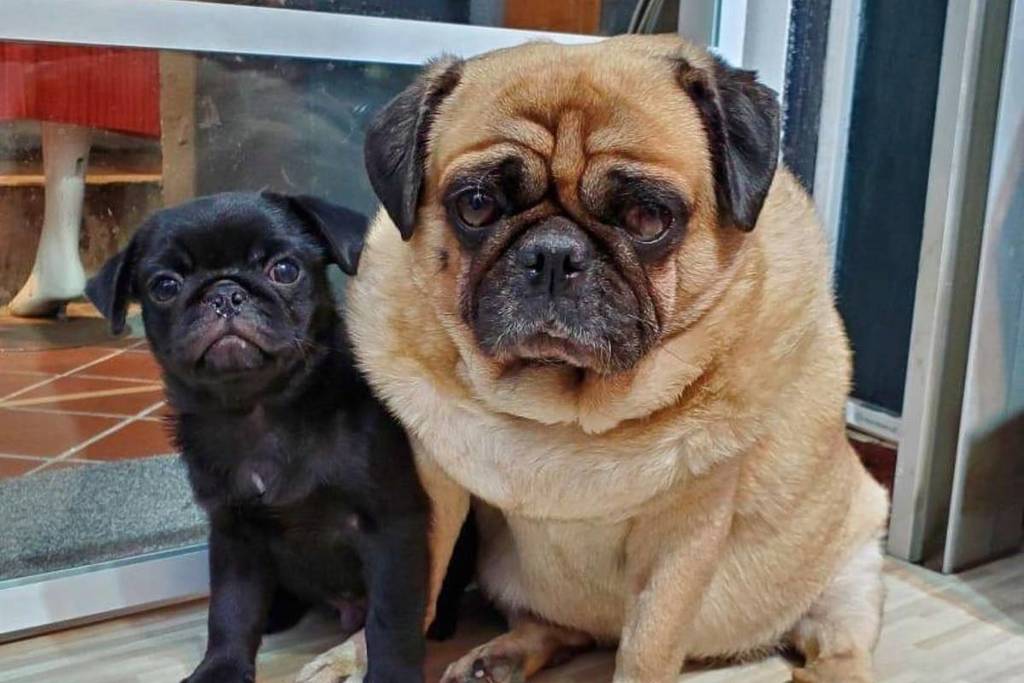 micro experiences in Singapore pug cafe