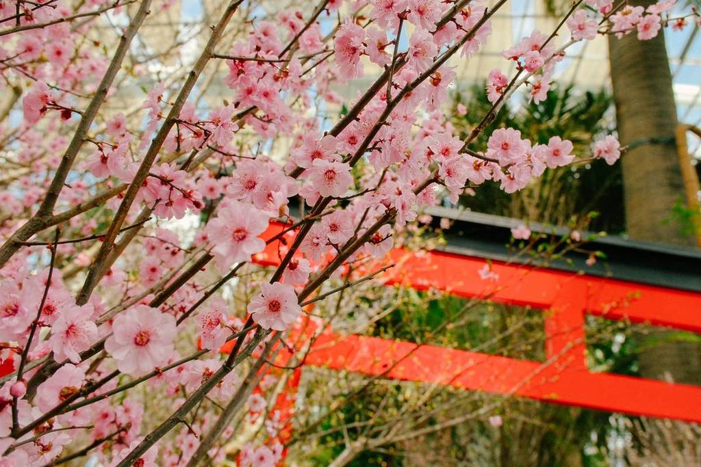 Sakura 2026 best things to do in April Singapore