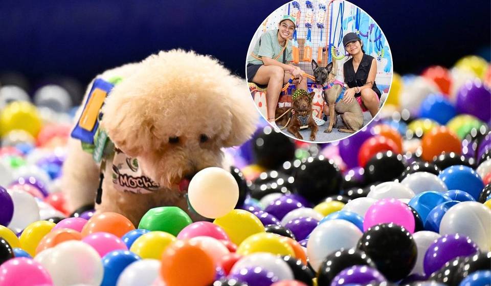 Singapore’s Largest Pet Festival Returns This April With 400+ Brands &amp; $7 Tickets
