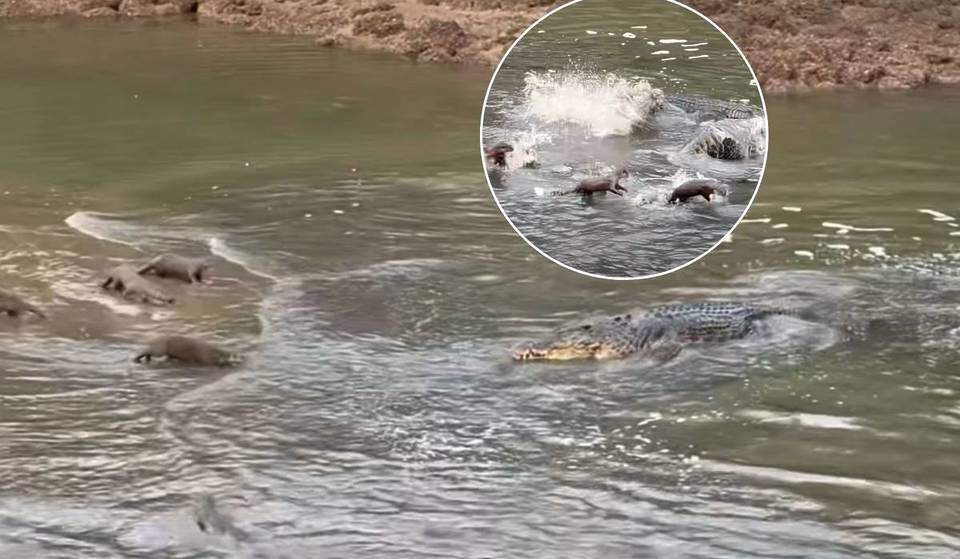 See 6 Tiny Otters Bully A Huge Crocodile In Viral Singapore Clip