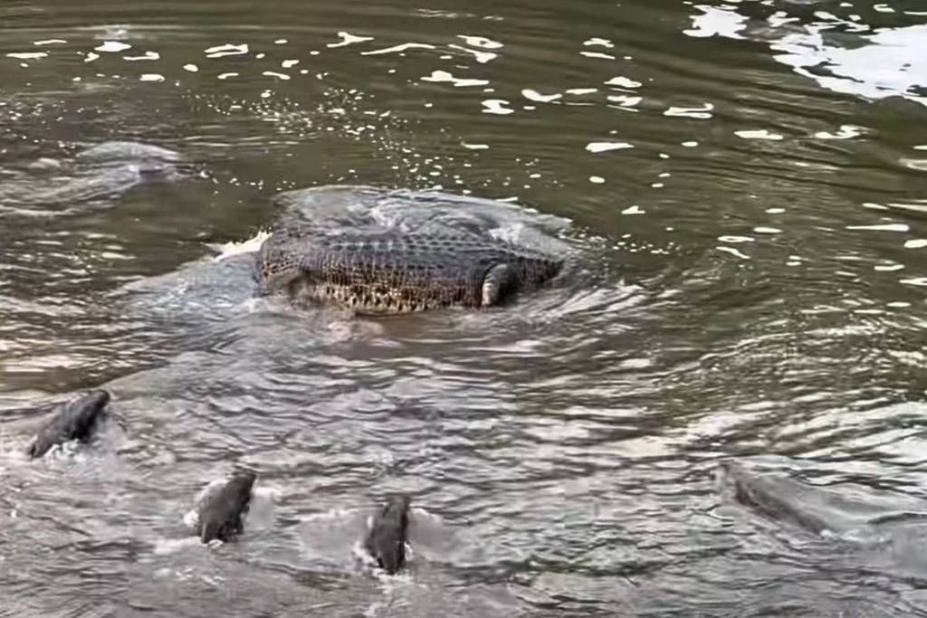 crocodile otters face off in Singapore March 22