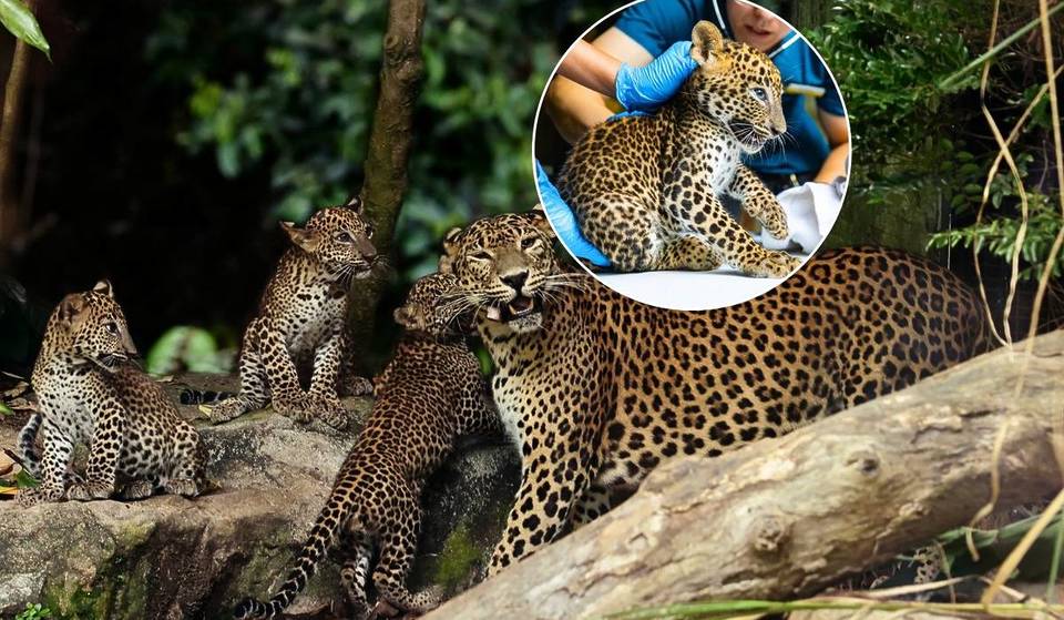 Only 80 In Zoos Globally: Rare Sri Lankan Leopard Cubs Debut At Singapore Zoo