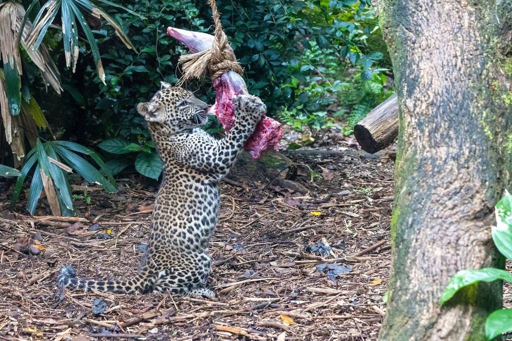 rare leopards in zoo playing discover on google