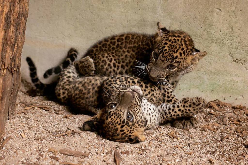 Sri Lankan leopard cubs in Singapore playing together 2026
