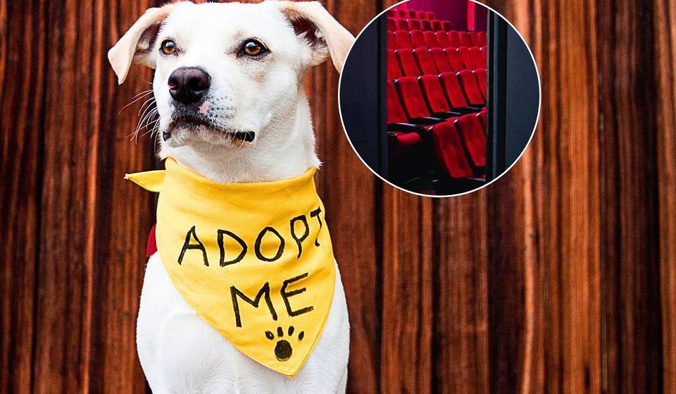 A free dog adoption drive is happening inside Golden Village VivoCity this weekend