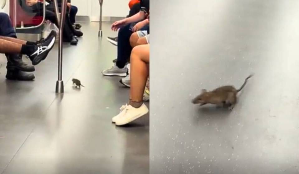 Commuters dodge rat scampering through crowded MRT cabin—prompting SMRT to step up pest control