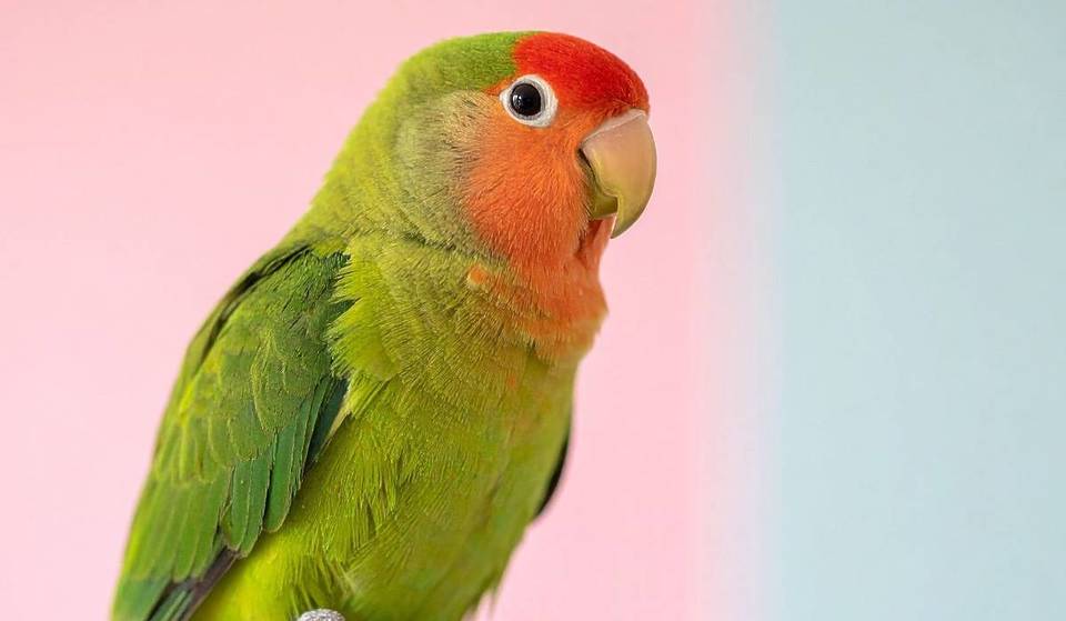Pet parrots are sparking neighbour disputes in Singapore—with 800+ complaints a year