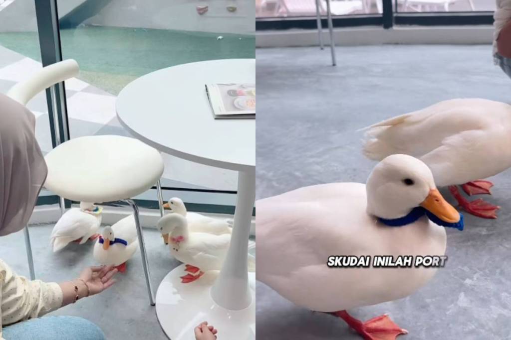 ducks who live at an eatery in Johor Bahru 