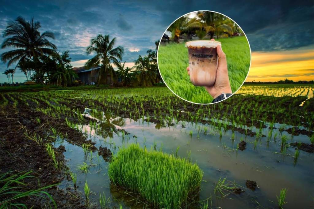 Sekinchan Malaysia is a hidden gem town just 5 hours drive from Singapore delivering major Bali vibes with rice fields, paddy cafes, fishing village, beach attractions and instagrammable photo ops