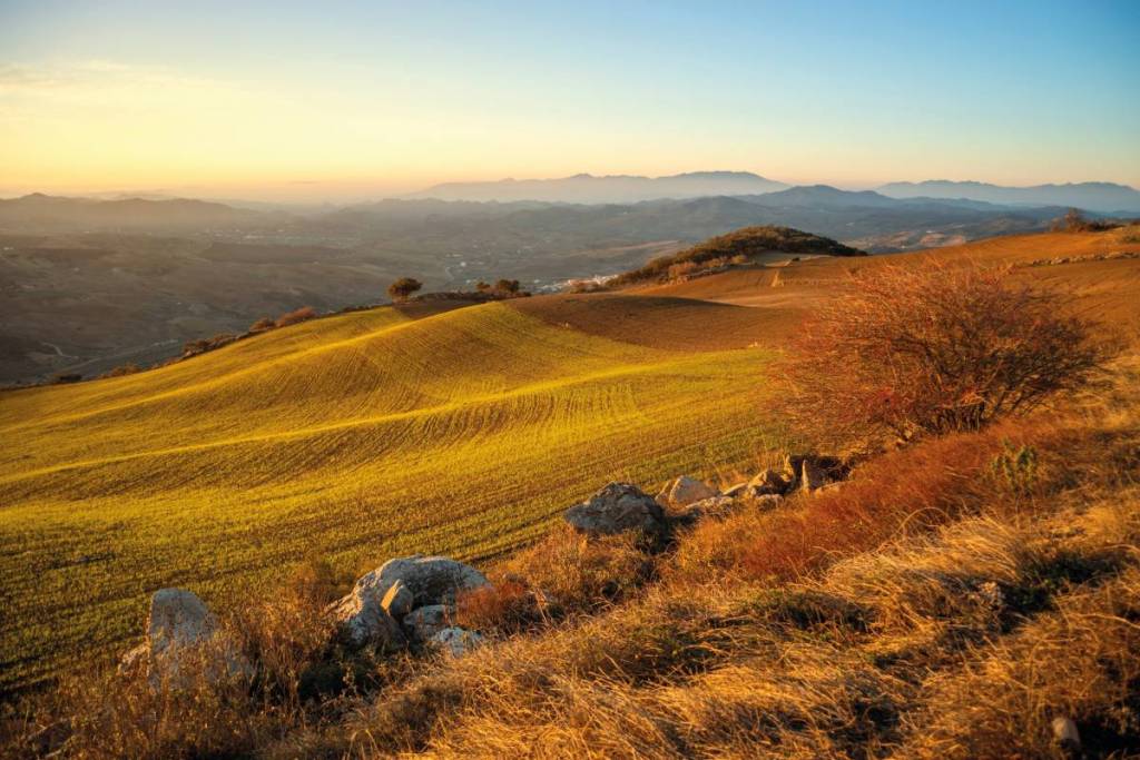 a landscape of fields in golden hour light