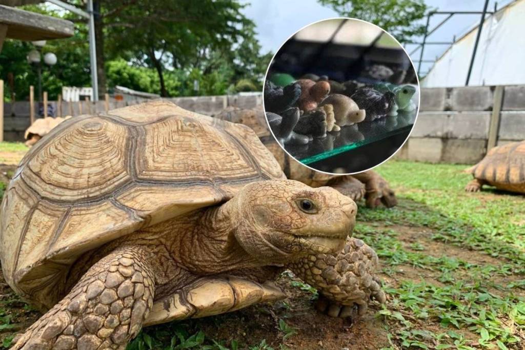 Live Turtle Museum reopens in Yishun in Singapore in a massive new $2 million home