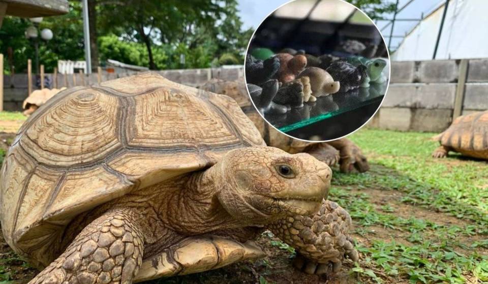 Singapore’s new $2M Turtle Museum opens (and it’s home to 600+ turtles)